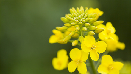 Oil Seed Rape iStock-510002954 (1).jpg