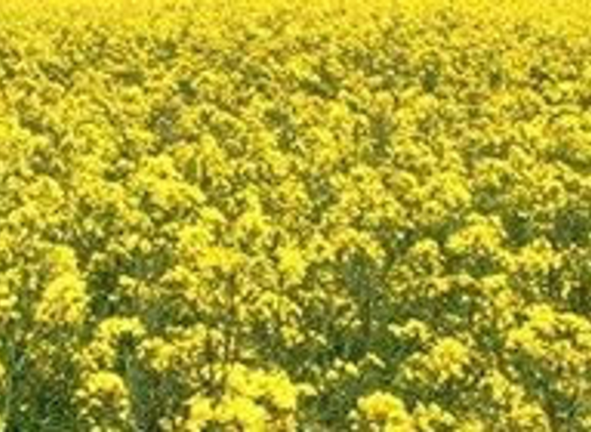 Animal Feed Legislation and Guidance