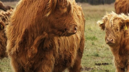 sample long image.png