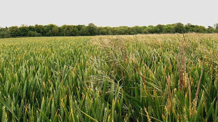 crop-protection-wheatbrome.jpg