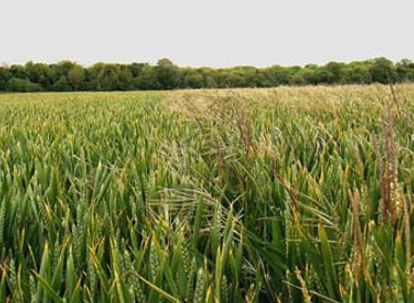 crop-protection-wheatbrome.jpg