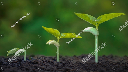 stock-photo-rowing-crops-on-fertile-soil-including-showing-stages-of-plant-growth-cropping-concepts-and-2255316279.jpg