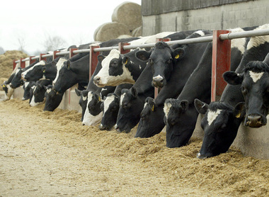 Cows feeding.jpg